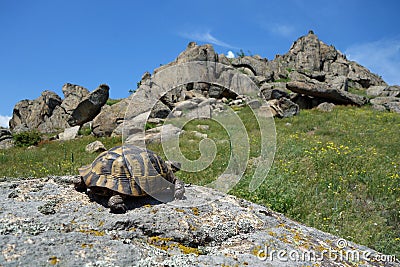 Tartoise in dobrogea mountains,romania Stock Photo