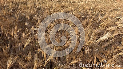Tarwe in Agriculture Field, Oar in Sunset, Agricultural View Grains Industry, Granals Crop stock footage Tarwe in Agriculture Field, Oar in Sunset, Agricultural View Grains Industry, Granals Crop stock footage