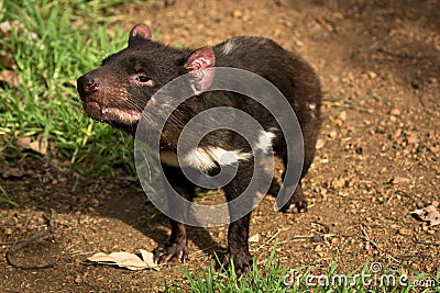 Tasmanian devil Stock Photo