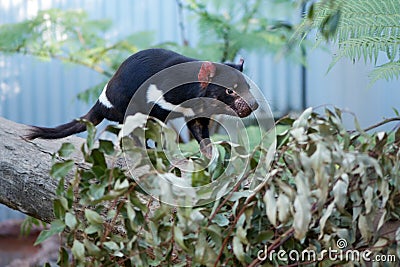 Tasmanian Devil Stock Photo