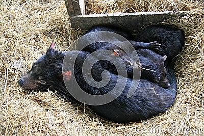 Tasmanian Devil Family Stock Photo