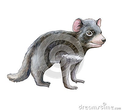 Tasmanian devil isolated on white background. Australian animals. watercolor Cartoon Illustration