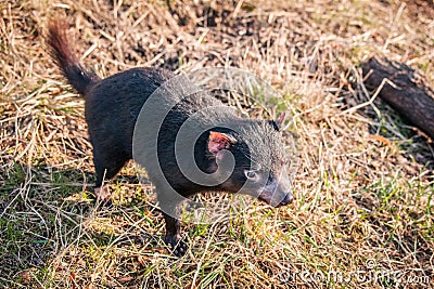 Tasmanian devil looking for food Stock Photo