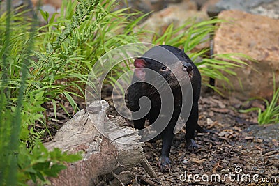 Tasmanian devil, Sarcophilus harrisii, in bush. Australian masupial standing in grass and bracken, nose up and shiffs about food. Stock Photo