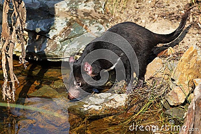 Tasmanian devil, Sarcophilus harrisii, at forest brook. Australian masupial drinks water from lake in bush. Endangered species Stock Photo
