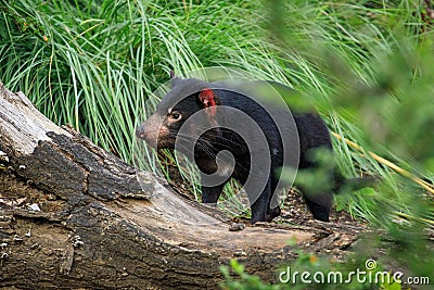 Tasmanian devil, Sarcophilus harrisii, in green bush. Portrait of cute Australian masupial Stock Photo