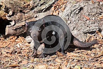 Tasmanian devil, Sarcophilus harrisii Stock Photo