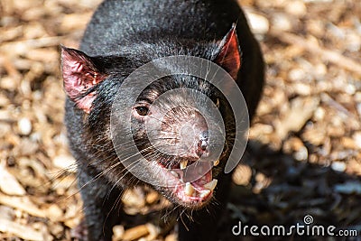 Tasmanian devil Sarcophilus harrisii Stock Photo
