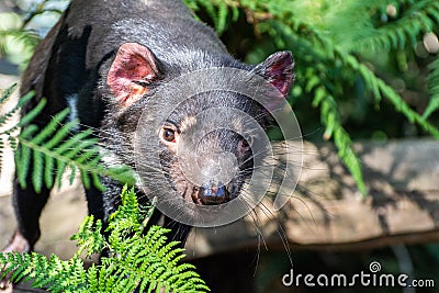 Tasmanian devil Sarcophilus harrisii Stock Photo