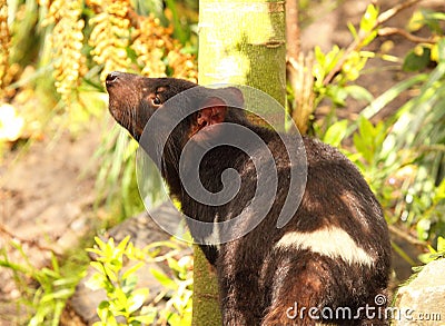 Tasmanian Devil Smelling The Air Stock Photo