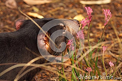 Tasmanian Devil Smelling Flowers Stock Photo