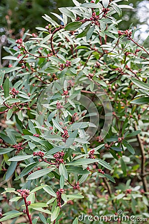 Tasmanian pepperberry Tasmannia lanceolata, budding plant Stock Photo