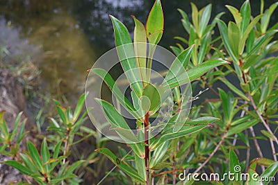 Tasmanian plant or syn. Drimys lanceolata Stock Photo