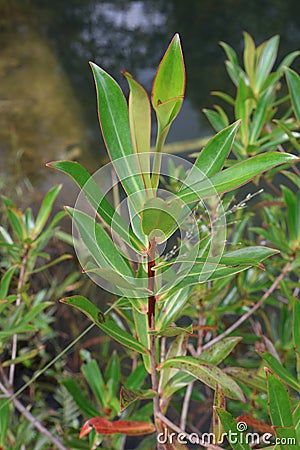 Tasmanian plant or syn. Drimys lanceolata Stock Photo