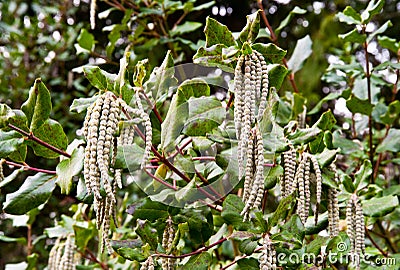 Tassel Bush Stock Photo