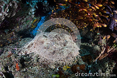 Tasseled Wobbegong Shark in Indonesia Stock Photo