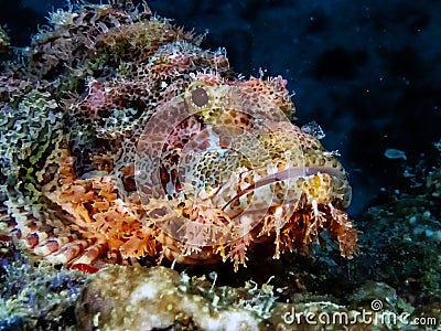 A Tassled Scorpionfish Scorpaenopsis oxycephala Stock Photo