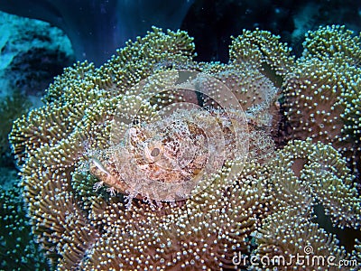 A Tassled Scorpionfish Scorpaenopsis oxycephala Stock Photo