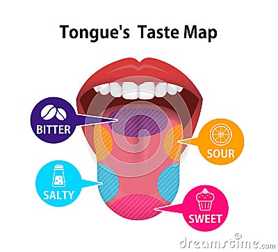 Taste areas of human tongue vector illustration Vector Illustration