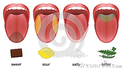 Taste areas tongue sweet sour salty bitter Vector Illustration