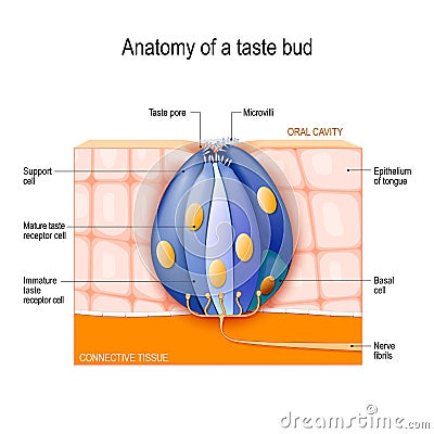 Taste bud. Mature and Immature taste Receptor, Support and Basal Cells, Epithelium Of tongue Vector Illustration