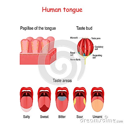 Taste bud and the papillae of the tongue. basic taste areas: sweet, salty, sour, bitter and umami Vector Illustration