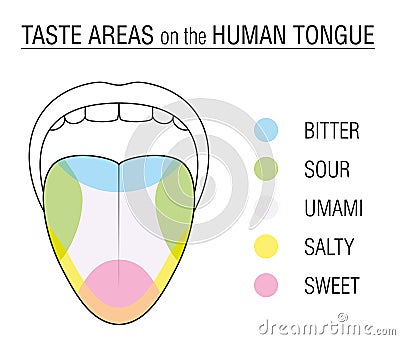 Taste Buds Colored Tongue Chart Vector Illustration