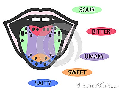 Taste scheme concept. Raster flat modern color illustration. Mouth tasty sense symbol. Umami, sweet, sour, bitter, salty Cartoon Illustration