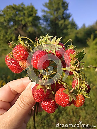 Taste of summer Stock Photo