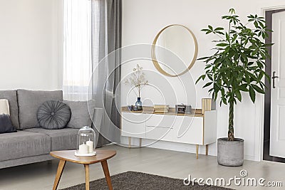 Tasteful living room interior with big green flower in concrete pot next to white cabinet with books Stock Photo