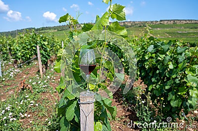 Tasting of burgundy red wine from grand cru pinot noir vineyards, glass of wine and view on green vineyards in Burgundy Cote de Stock Photo