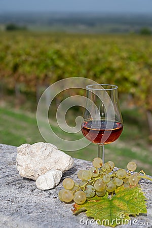 Tasting of Cognac strong alcohol drink in Cognac region, Charente with rows of ripe ready to harvest ugni blanc grape on Stock Photo