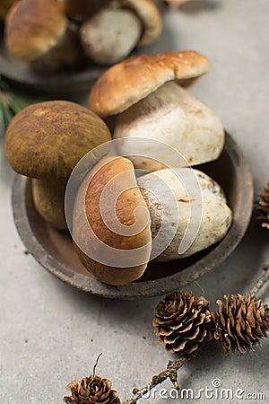 Tasty food - fresh porcini boletus oak muchrooms, high quality, Stock Photo