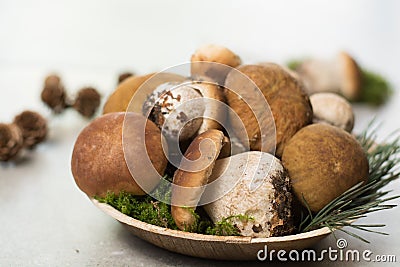 Tasty food - fresh porcini boletus oak muchrooms, high quality, Stock Photo