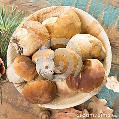 Tasty food - fresh porcini boletus oak muchrooms, high quality, Stock Photo