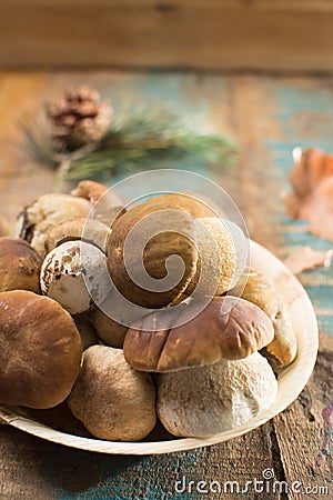 Tasty food - fresh porcini boletus oak muchrooms, high quality, Stock Photo