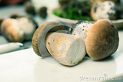 Tasty food - fresh porcini boletus oak muchrooms, high quality, Stock Photo