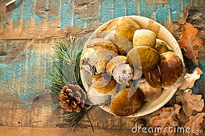 Tasty food - fresh porcini boletus oak muchrooms, high quality, Stock Photo
