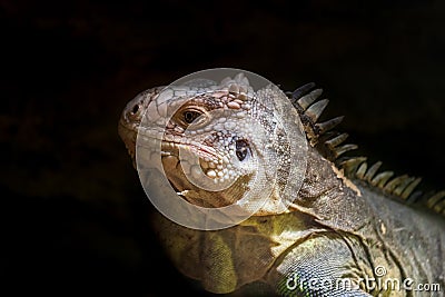 Tasty iguana - Iguana delicatissima - portrait of an iguana`s head on a black background Stock Photo