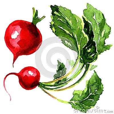 Tasty red garden radish Stock Photo