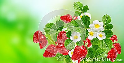 Tasty strawberries ripe on summer background Stock Photo