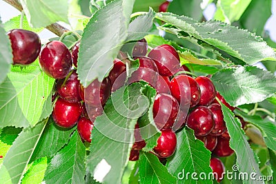 Tasty sweet cherry berry in lush leafage Stock Photo