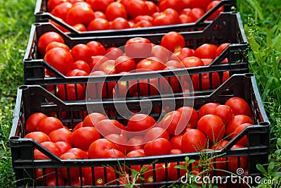 Tasty Tomatoes In Boxes Stock Photo