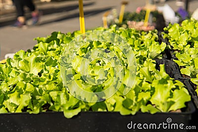 Tasty young greens for sale at fresh food market Stock Photo