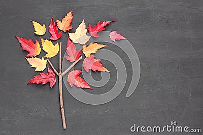 Tatar maple tree Acer tataricum made from branch and yellow red falling leaves on blackboard background. Autumn concept. Flat Stock Photo