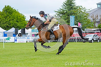 Tatersalls horse show racing chestnut horse galloping in action on competition Editorial Stock Photo