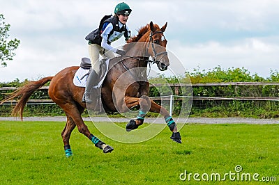 Tatersalls horse show racing horse portrait in action on competition Editorial Stock Photo