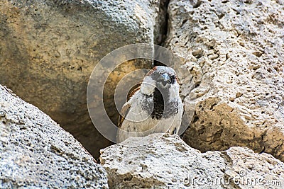 Tatev, Armenia - May 11, 2017. Sparrow livings in stone walls in famous Tatev Monastery in mountains with funicular Stock Photo