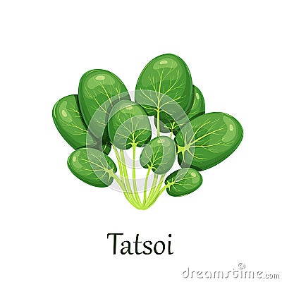 Tatsoi or tat choy greens salad Vector Illustration