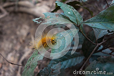 Yellow furry taturana known as fire caterpillarr Stock Photo